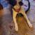Dogs looking for home, can seperate - No fault of theirs 11 thumbnail