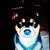 Has anyone seen this dog anywhere 3 thumbnail