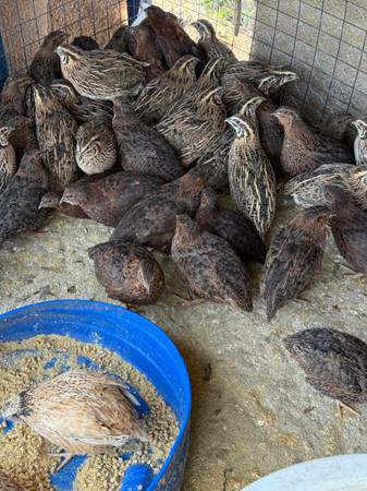 Quails 1