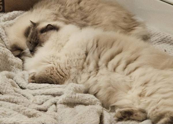 Gatos Ragdoll necesitan reubicación (área de Plaistow)64035635264641121