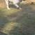 Rehoming male and female English bulldog 3 thumbnail