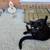 Cats 7 thumbnail