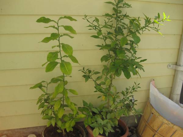 Grapefruit seedlings 1
