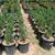 Blue Point Juniper 3 thumbnail