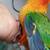 parrot Amazon parrot 9 thumbnail