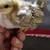 Serama bantam chickens 4 months 15 thumbnail