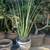 Furcraea mcdouglii 9 thumbnail