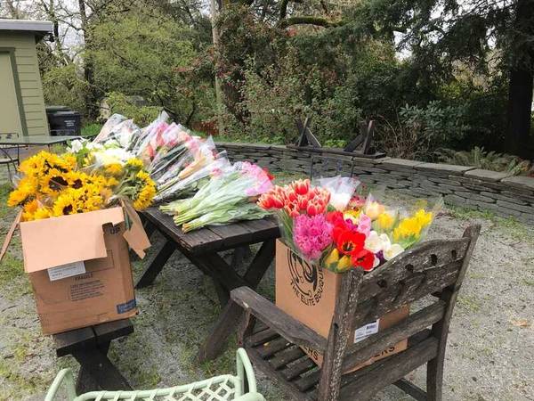 Flores para una causa busca voluntarios para recoger flores (santa rosa)63799790632577120