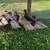 Call Duck Flock 6 thumbnail