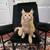 Maine Coon kittens 5 thumbnail
