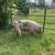 2 Breeding Age Gilts 10 thumbnail