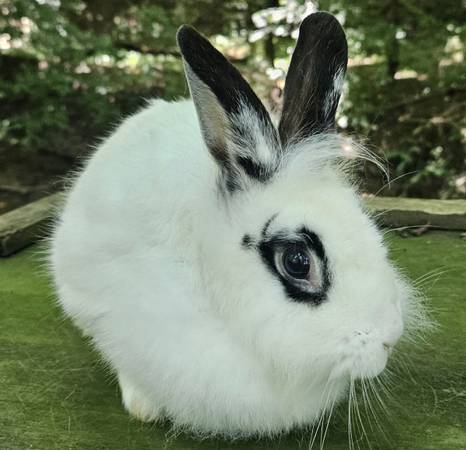 Broken black lionhead mix doe rabbit/rabbits/bunny (Philo)
