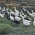 Ducks 2 thumbnail