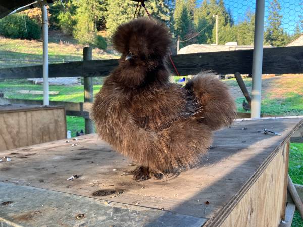Silkie chicks 1