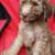 Goldendoodle puppies 7 thumbnail