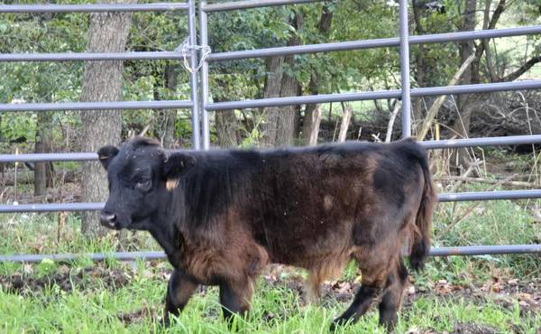 Highland Cross Mini Bull 1