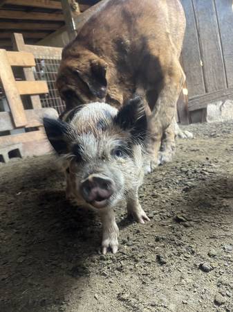 Cerdos Kune Kune en venta (Dryden)575834817635307528