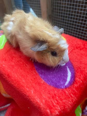 Male Guinea Pig 1