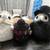 Stuff animals 7 thumbnail