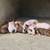 Feeder pigs 1 thumbnail