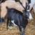 Bred Nigerian dwarf does 3 thumbnail
