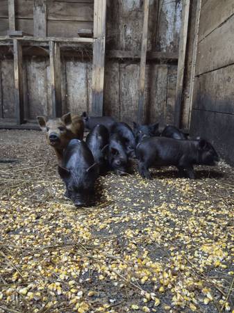 AGH piglets 1