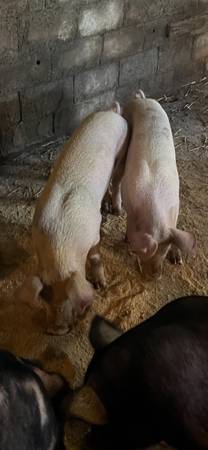 Pigs 1