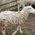 White Dorper Commercial Ewe 2 thumbnail