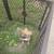 Pit bull 3 thumbnail