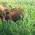 Organic grass fed beef 2 thumbnail