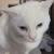 White cat with heterochromia 2 thumbnail