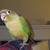 Two Tame Baby Conures 4 thumbnail