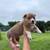Corgi 4 thumbnail