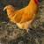 Buff Orpington Roosters 1 thumbnail