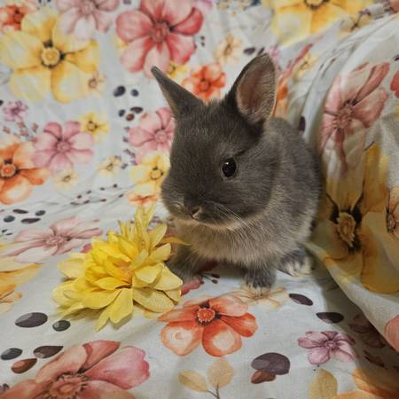 Bunnies ? (Winterset)