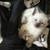 Kittens to a loving home 6 thumbnail