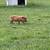 pigs 1 thumbnail