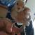 Peep bantam chick FREE 1 thumbnail