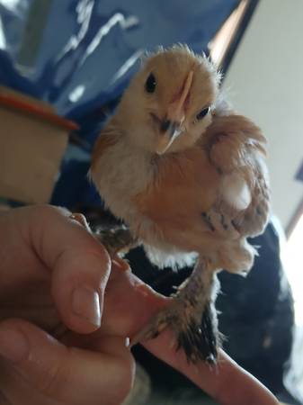 Peep bantam chick FREE 1