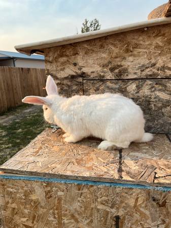 BEVEREN RABBIT 1