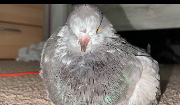 Paloma gigante runt (Bothell)63851204861699121