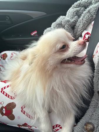 rehoming my pomeranian63696489716481124