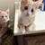 Kittens 3 thumbnail