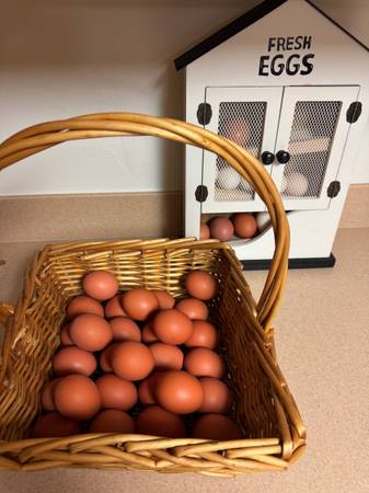 Chicken eggs 1