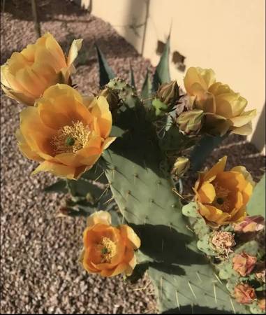 Cow’s Tongue Cactus  - Blooms Yellow & Fruits 1