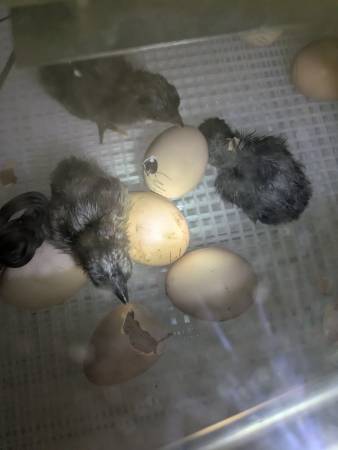Pollitos Ayam Cemani de 2 meses - $50 (Centro)63440305809923120