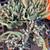 Available 10/25 - 10 EACH POTTED PEANUT CACTUS PLANT BLOOMS ORANGE-RED 2 thumbnail