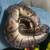 Reptiles 2 thumbnail