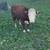 Mini cows 1 thumbnail