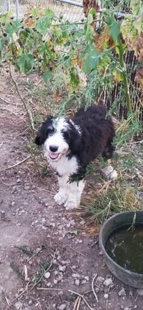 15 week old f1 Berniedoodles (Clinton)63843454929027120